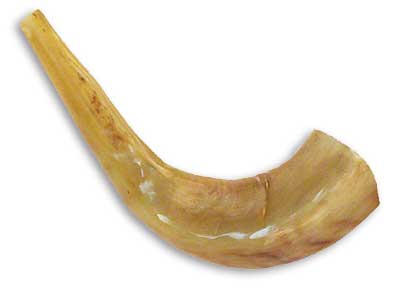 Mini Ram's Horn